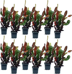 12 Pack Live Croton Mammy, Indoor Potted Houseplant, Variegated Plant, Office Gift, Sympathy Gift, Plant Mom Dad Gift, Get Well Gift, Plant Lover Gift in 3" Pot