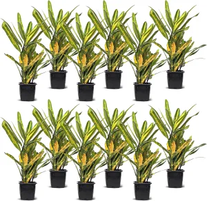 12 Pack Live Croton Sunny Star, Indoor Potted Houseplant, Variegated Plant, Mom Birthday Gift, Sympathy Gift, Thank You Gift, Wedding Decor, Housewarming Gift in 3" Pot