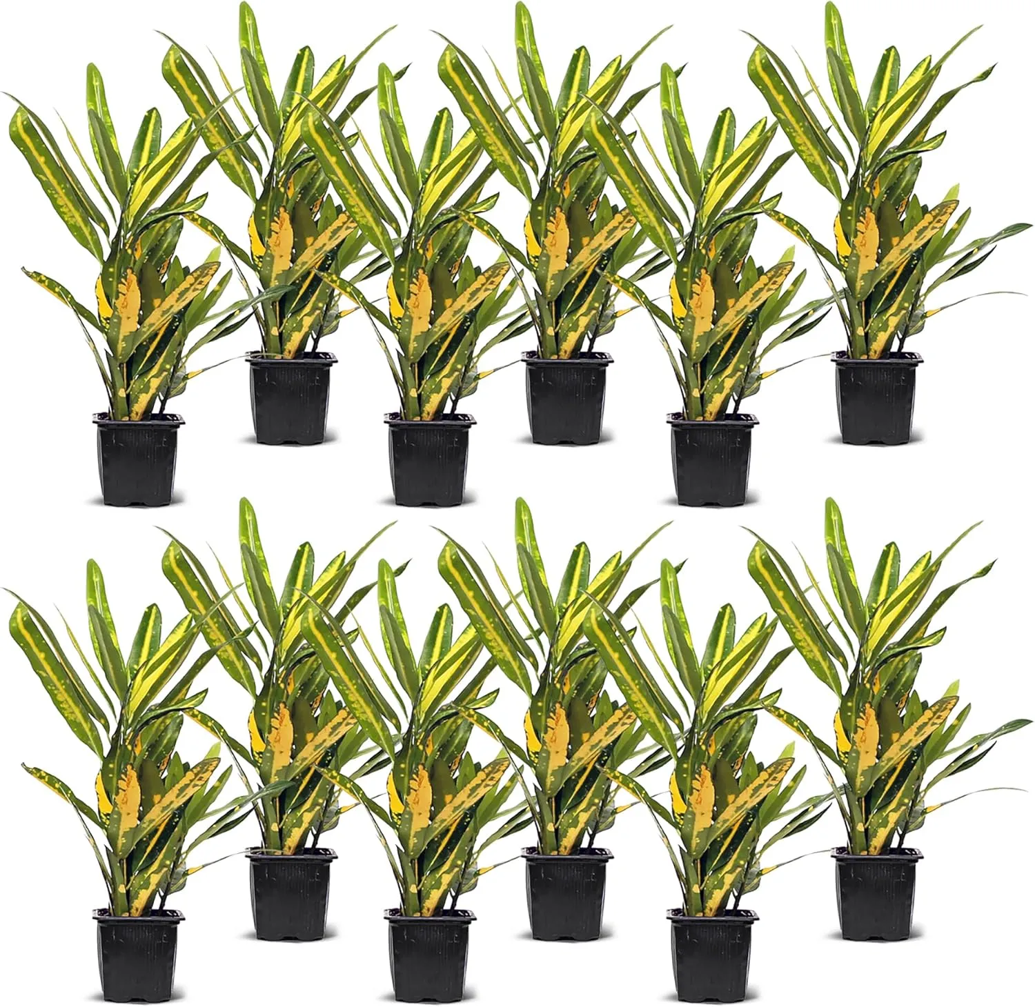 12 Pack Live Croton Sunny Star, Indoor Potted Houseplant, Variegated Plant, Mom Birthday Gift, Sympathy Gift, Thank You Gift, Wedding Decor, Housewarming Gift in 3" Pot