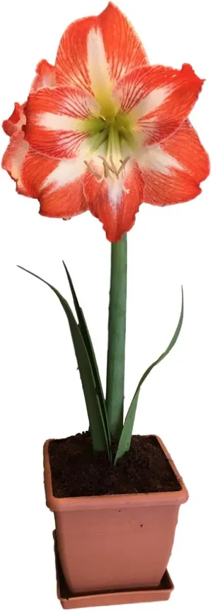 Amaryllis Minerva Holiday Gift Growing Kit. Includes: Big Minerva Bulb, Plastic Pot and Saucer, and Professional Growing Medium
