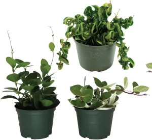 American Plant Exchange Live Assorted Hoya Plants, Plant Pots with Colorful Flowers for Home and Garden Decor, 4" Pot, Pack of 3