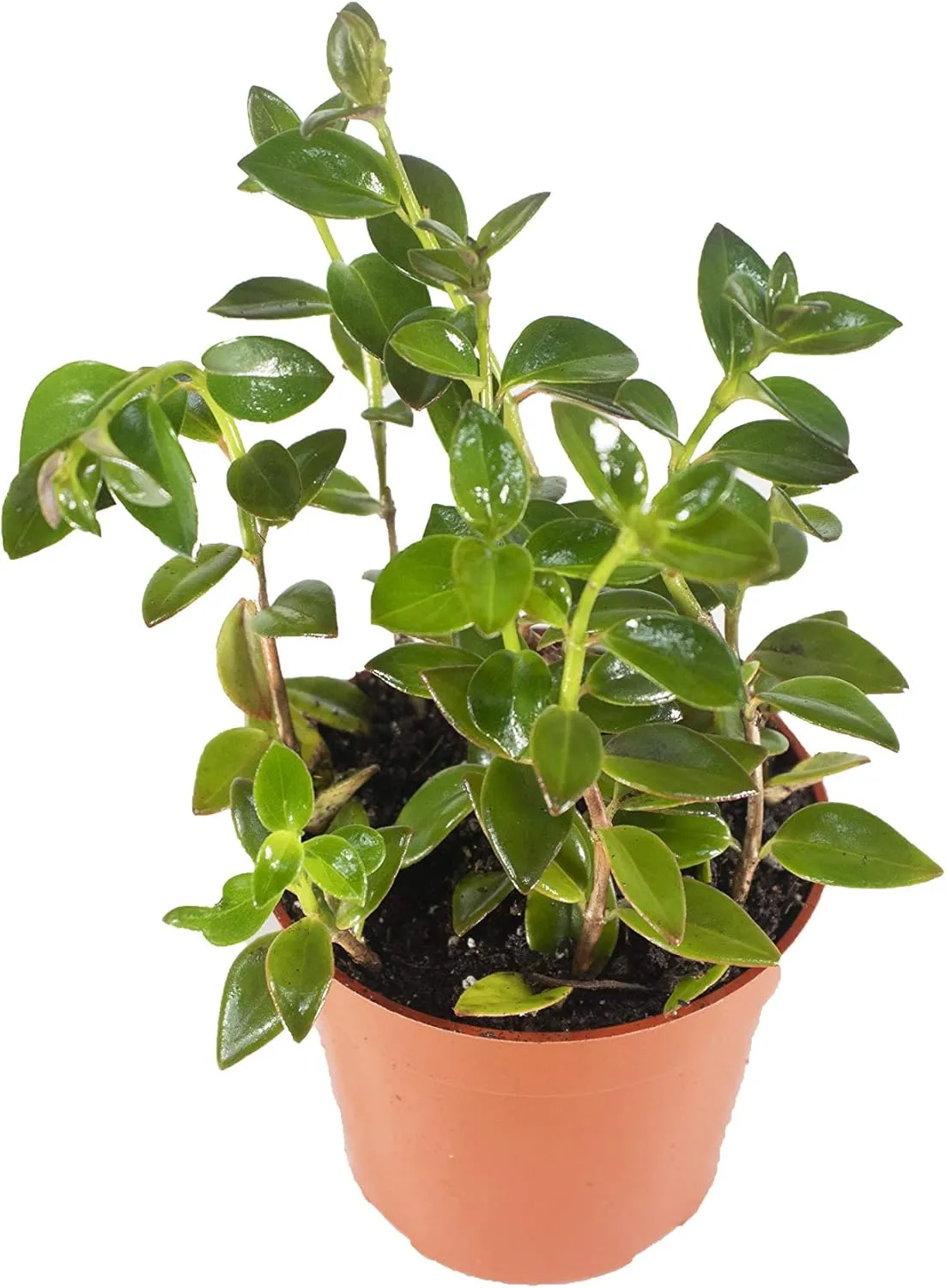 Black Goldfish Plant-4'' from California Tropicals