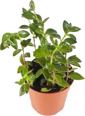 Black Goldfish Plant-4'' from California Tropicals