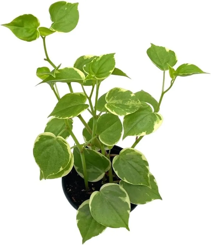 BubbleBlooms Cupid Peperomia, Variegated Peperomia Serpens in a 4 inch Pot Heart-Shaped Leaves