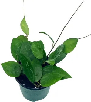 BubbleBlooms Hoya Black Margin, Parasitica, in 4-inch Pot, Rare Limited Collectors Plant