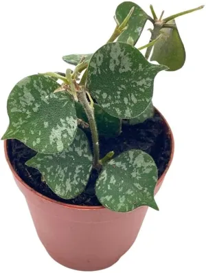 BubbleBlooms Hoya Curtisii in a 2 inch Pot Porcelain Flower, Hoya Aloha