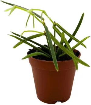BubbleBlooms Hoya Linearis in a 2 inch Pot
