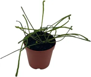 BubbleBlooms Hoya Retusa in a 2 inch Pot Wax Plant, Wax Vine, and Porcelain Vine