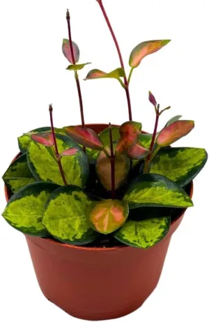 BubbleBlooms Variegated Hoya Australis, Tricolor Lisa, Very Rare Limited Live Plant, in 4 inch Pot