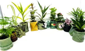Easy to Care Plant Collection- 3 Plants 2'' Ceramic pots -Live Houseplants