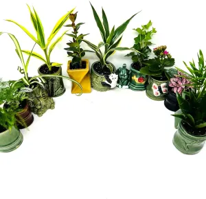 Easy to Care Plant Collection 8 Pack 2 Ceramic Pot Live Houseplants