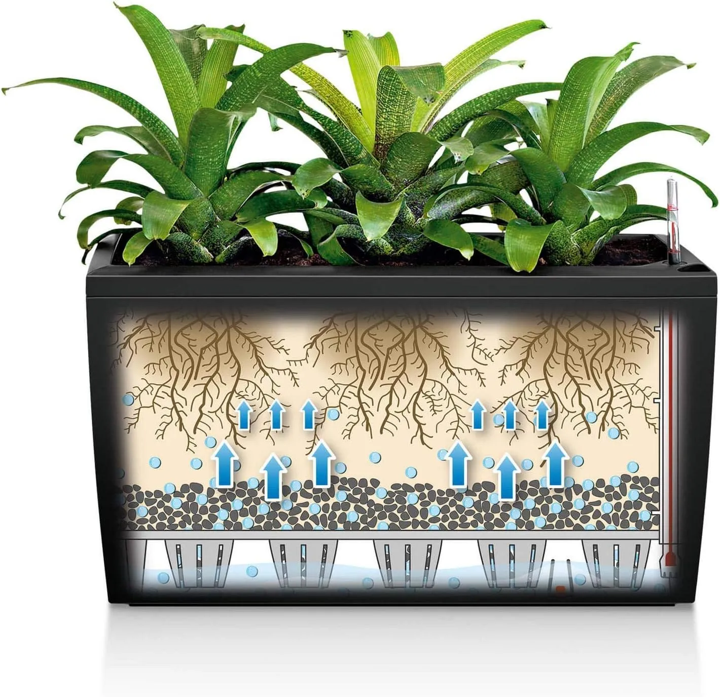 Lechuza CARARO 75 Self Watering Planter Large Garden Flower Plant Pot Indoor/Outdoor Floor Planter with Drainage Hole and Plant Substrate Poly Resin H43 L75 W30 cm Scarlet Red High-Gloss