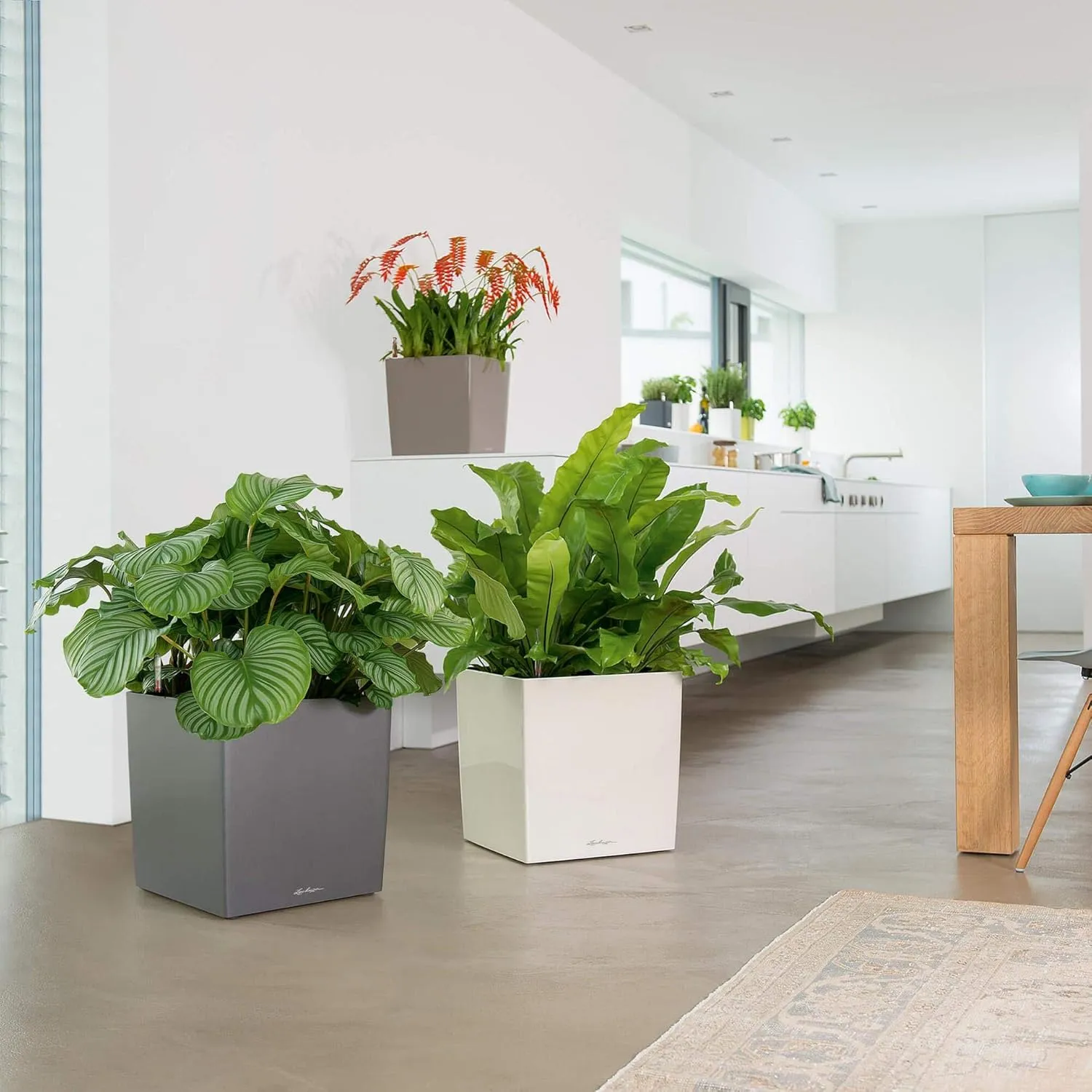 Lechuza Cube 40 Self Watering Planter Garden Flower Plant Pot Indoor/Outdoor Floor Planter with Drainage Hole & Plant Substrate Poly Resin H40 L40 W40 cm Shiny Taupe, 16365