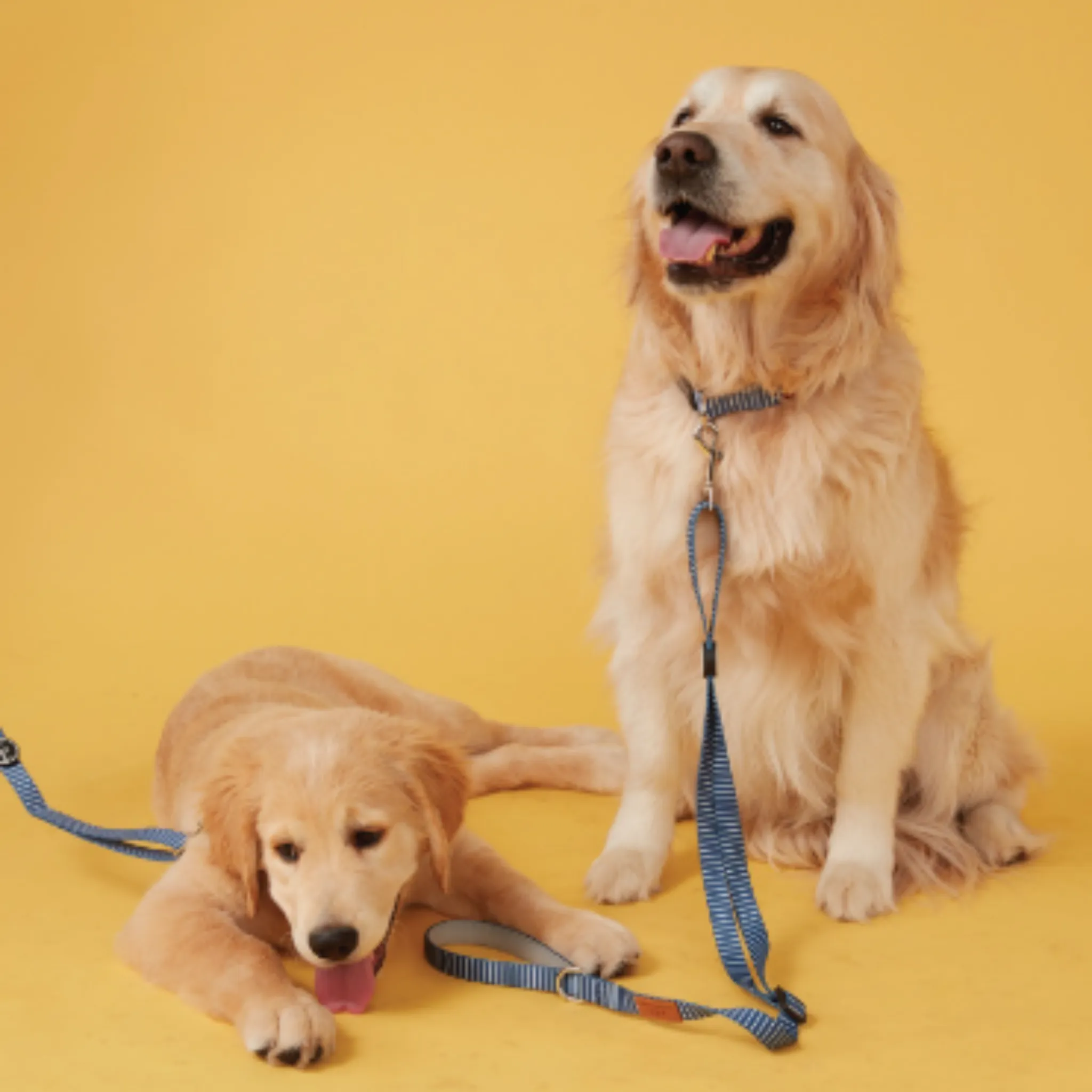 Oscar & Friends Dog Lead Teal Stripe- Small
