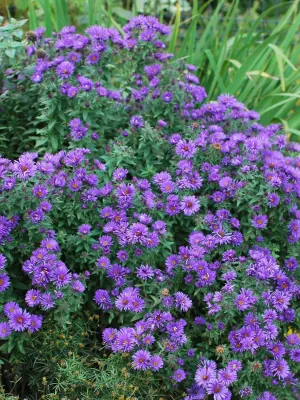 Perennial Farm Marketplace Aster novae-angliae 'Purple Dome' (Dwarf New England) Perennial, Size-#1 Container, Violet Flowers