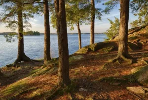 Posterazzi PDDUS33CMU0098LARGE New York State. Pine Trees bathed in Evening Light Along The St. Lawrence River, Thousand Islands Photo Print, 24 x 36, Multi