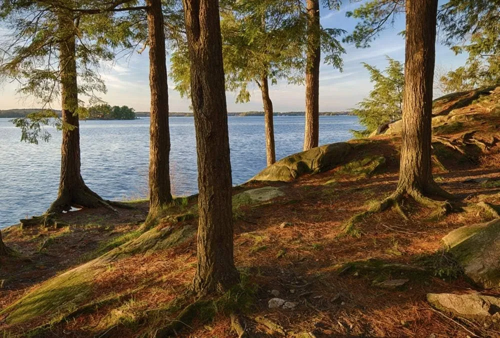 Posterazzi PDDUS33CMU0098LARGE New York State. Pine Trees bathed in Evening Light Along The St. Lawrence River, Thousand Islands Photo Print, 24 x 36, Multi