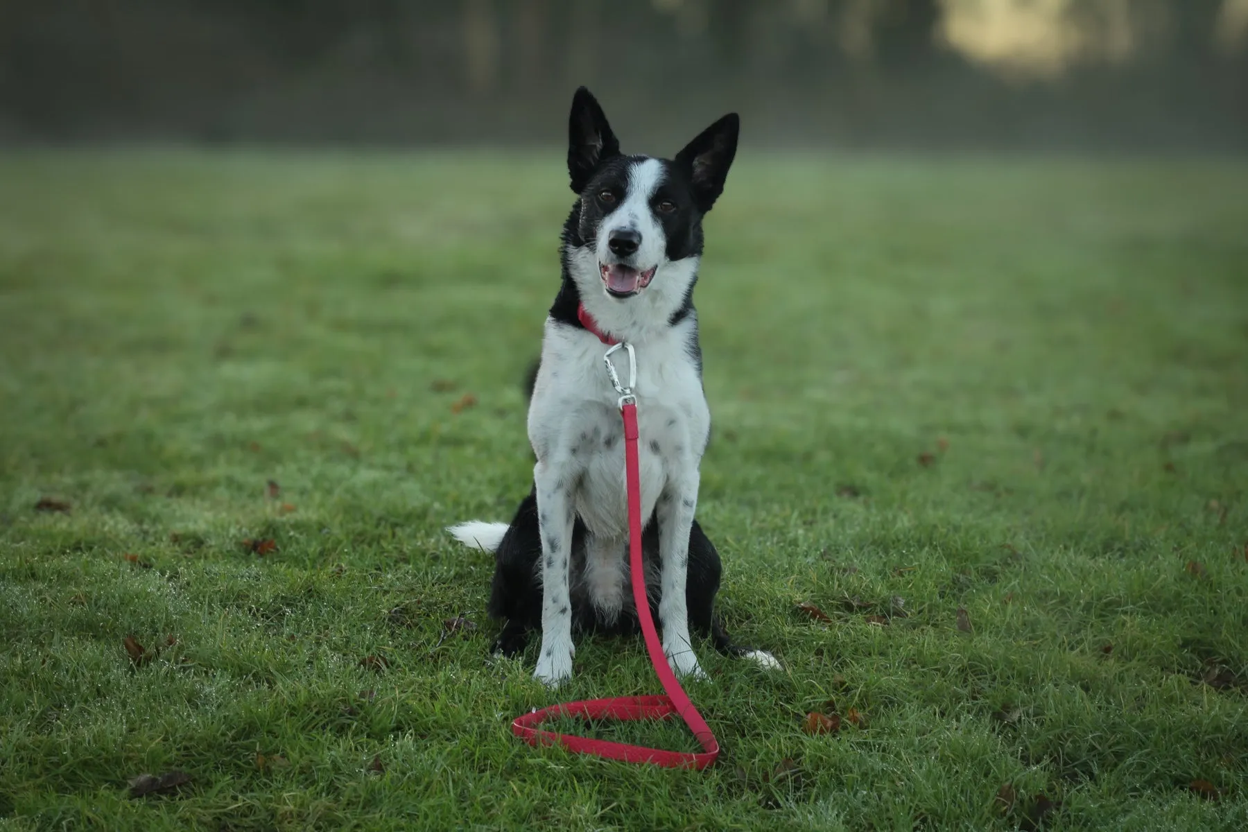 Twiggy Tags Tidal Waterproof Lead Fresia